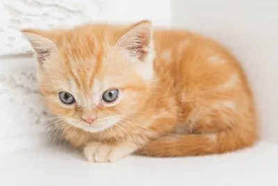 gatito