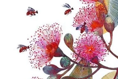 Fleurs de Niaouli