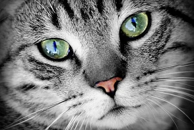 Bhuos, Aves, Pajaros,gatos,felinos,animales