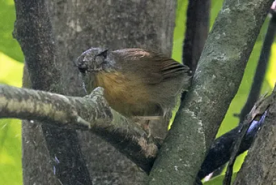 פאזל של Macronus flavicollis