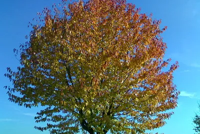 Herbstbaum