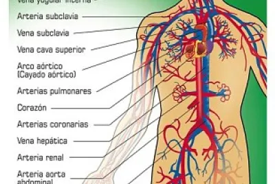 sistema circulatorio