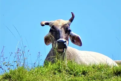 Vaca