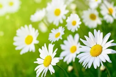 flores