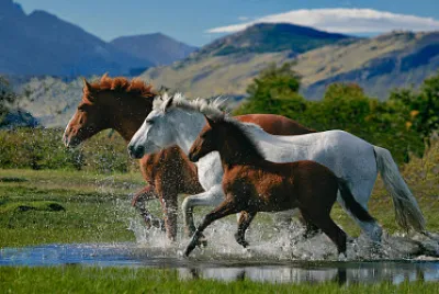 Horses