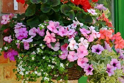 flores