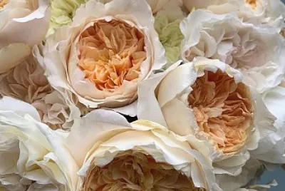 flores