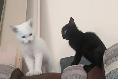 Luna y Choco