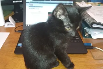 Choco Interrumpiendo el trabajo