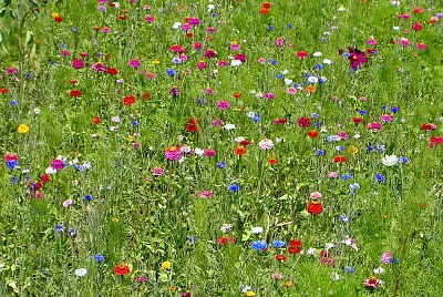 FrÃ¼hling
