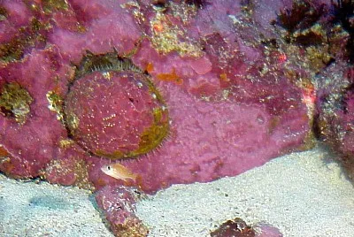Haliotis sorenseni
