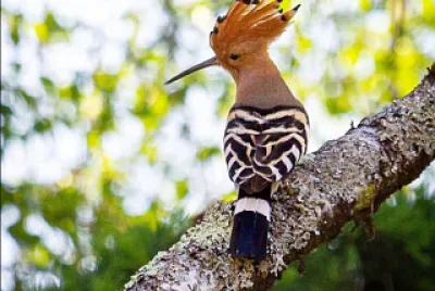Oiseau