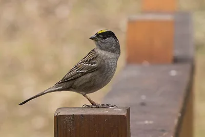 golden crowned sparrow