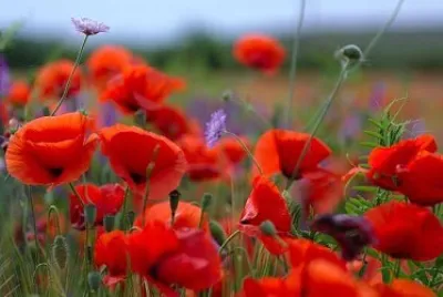 Poppy