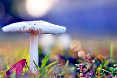 life jigsaw puzzle