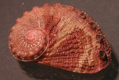 Haliotis clathrata