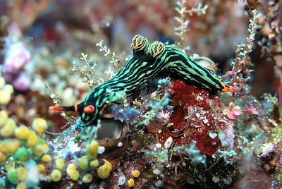 Nembrotha kubaryana