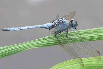 Orthetrum brachiale