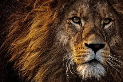 leÃ³n jigsaw puzzle