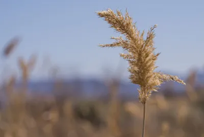 brown grass