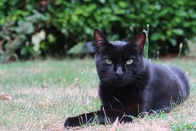 Chat