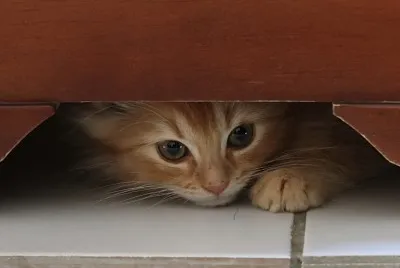 chat