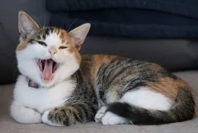 Chat
