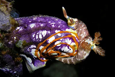 Nembrotha lineolata jigsaw puzzle