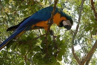 Arara Azul