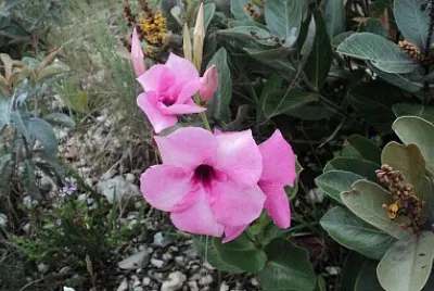 Flores do Campo