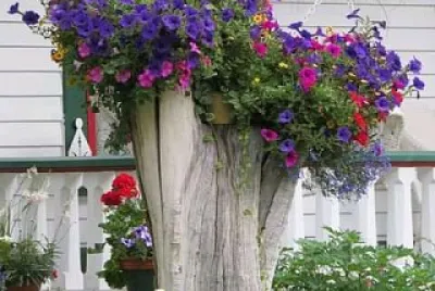 flores