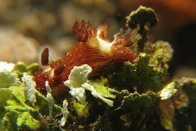 Nembrotha livingstonei