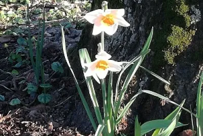 narcisi