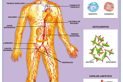 פאזל של sistema linfÃ¡tico