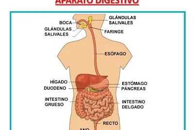 פאזל של sistema digestivo