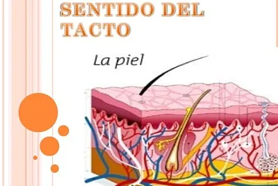 פאזל של sentido del tacto