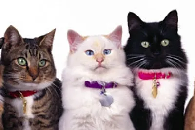 gatti