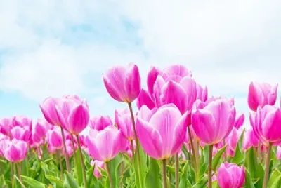 flores