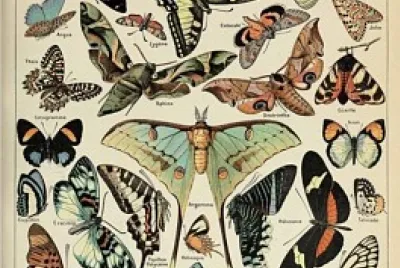 Papillons