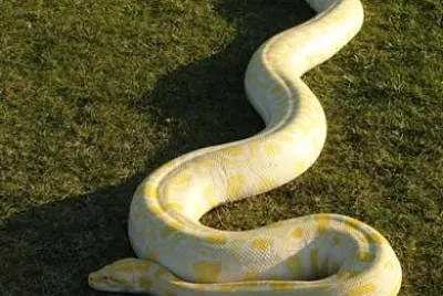 פאזל של Animales