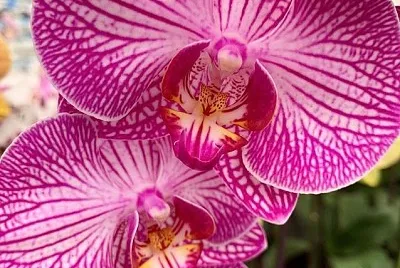 flores