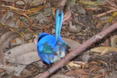 blue wren