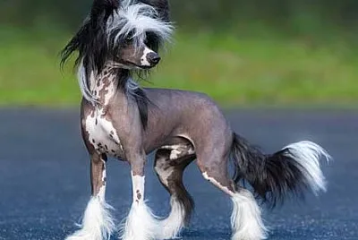 Cane nudo cinese