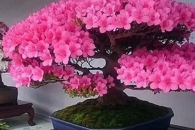 bonsai cerejeira jigsaw puzzle