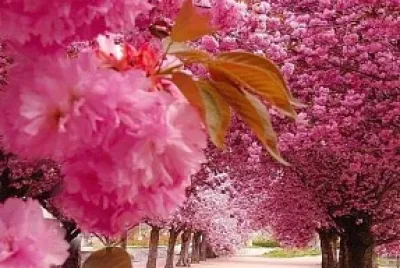 flores paisagem urbana jigsaw puzzle