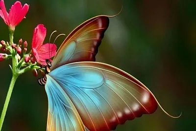 borboleta jigsaw puzzle