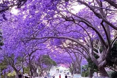 paisagem flores jigsaw puzzle