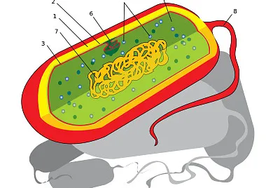 celula procariota