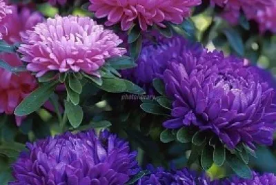 flores