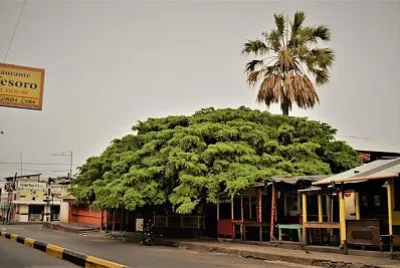 Guayacan de Chiquimula